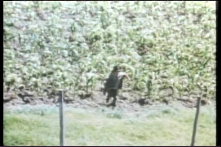Thumbnail image for PDT: Paco (1976)