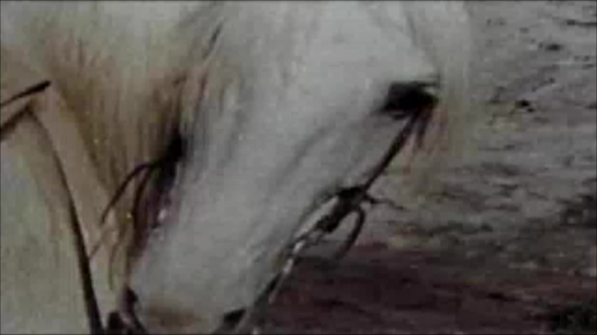 Thumbnail image for Public Domain Theatre: It Can Be Done...Amigo (1972)